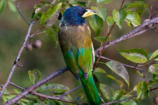 Birding in South India