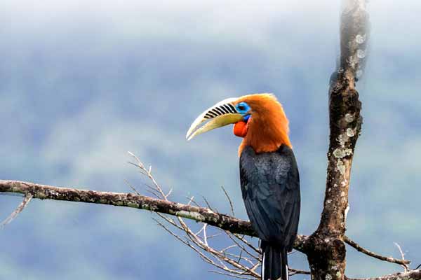 Birds, Taj and Tiger Tour